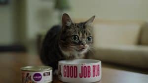 Are You Feeding Your Cat the Right Food? The Proof is in the Poop!