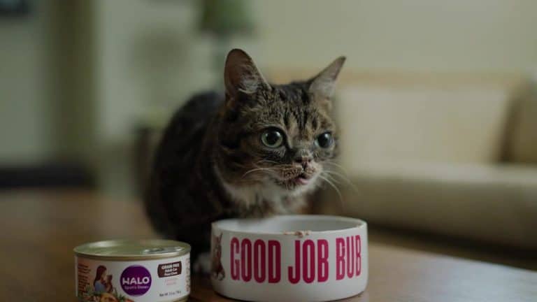 Are You Feeding Your Cat the Right Food? The Proof is in the Poop!