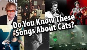 cat songs