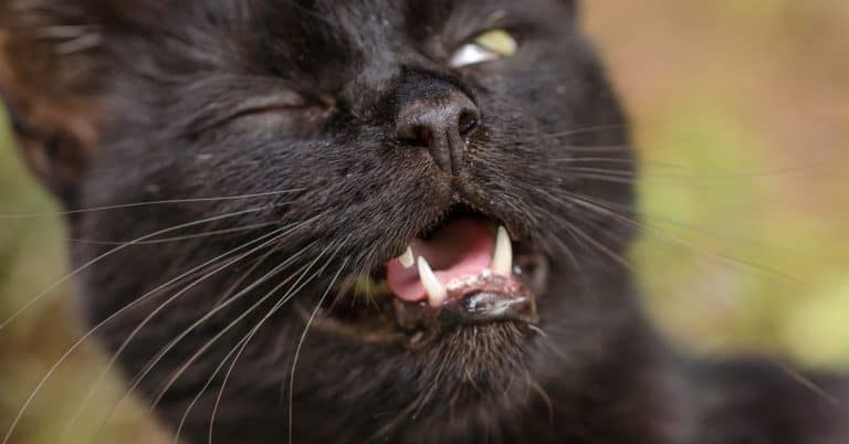 Common Causes for Cat’s Chronic Sneezing