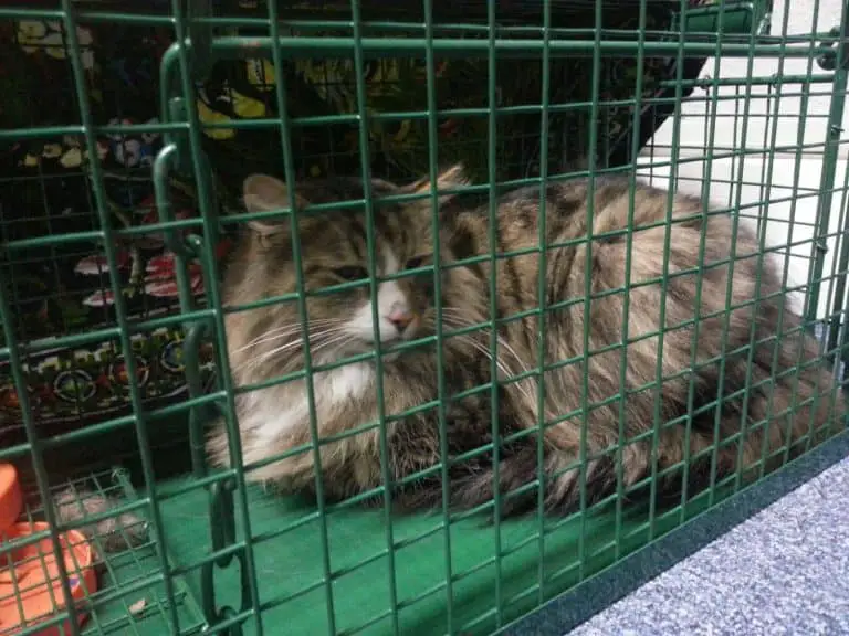 Cat Missing for Over a Year…Wait ‘Til You See Where He Was Hiding!