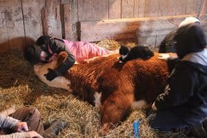 Must See: Cat Comforts Dying Cow During Last Hours of Its Life