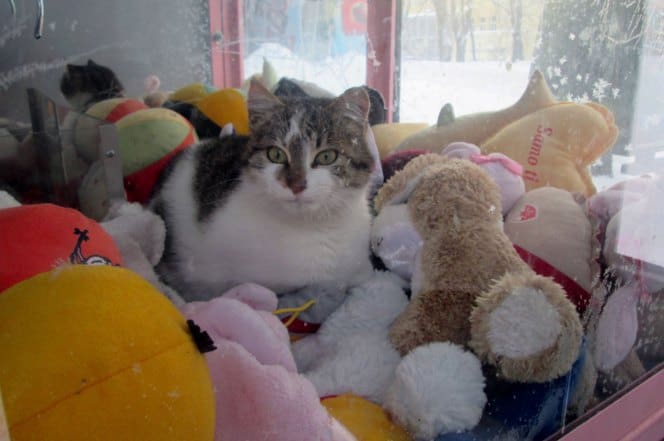 cat_hides_from_cold_in_a_vending_machine_for_stuffed_toys-1
