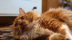 Pudding: the Rescue Cat that Rescued his New Mom