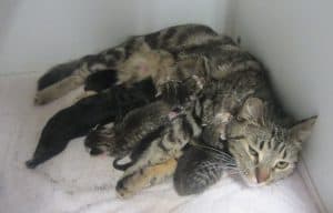 Nursing Cat Finds Herself Raising Something Other Than Kittens!