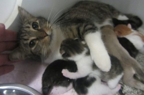 Nursing-Cat-Cropped-City-Of-Lagrange-Animal-Shelter-Facebook