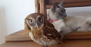 Cat and Owl Are Unlikely Best Friends!