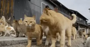 You’ll Want To See This: There’s a Cat Island on Japan!