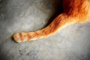 cat's tail