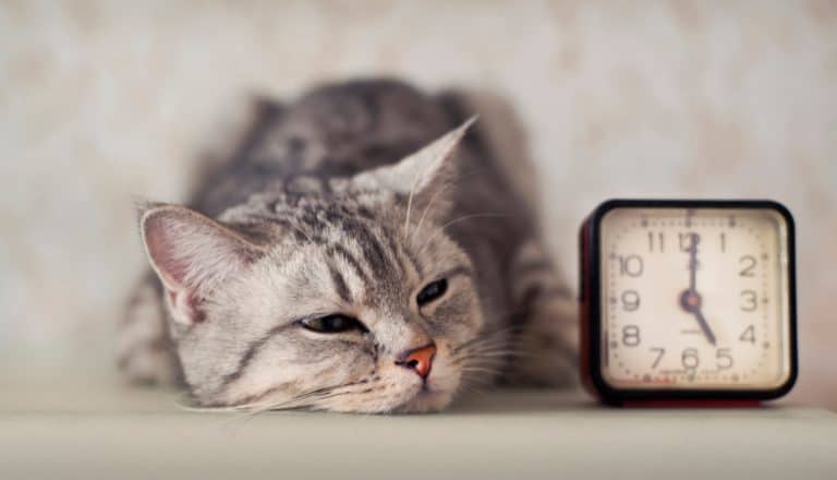 Spring Forward! Does Daylight Savings Time Affect Cats?