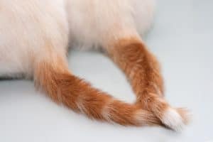 cat's tail