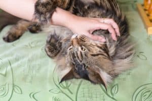 cat scratch fever zoonotic disease