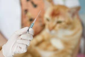 veterinarian is giving a cat a rabies vaccination