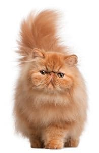 Persian kitten, 6 months old, in front of white background