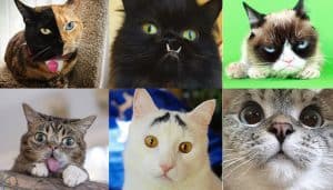 8 Insta-Famous Cats You Need to Follow