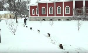 Russian Monastery’s Adorable Daily Procession of Cats