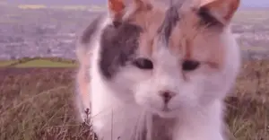 Life Lessons from Stevie the Blind Cat