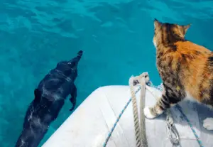 A Woman and Her Cat Sail the World