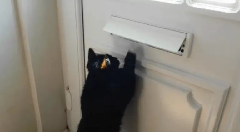 Beware of Cat: Mail-Snatching Kitty Scares off the Postal Carrier!