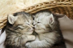 The Most Popular Cat Names of 2016