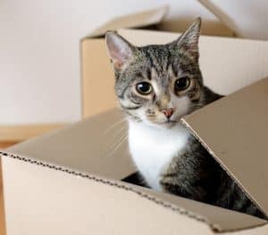 Moving day - cat and cardboard boxes