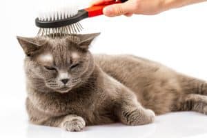 Hair Today, Gone Tomorrow! Keeping Your Cat Happy & Hairball Free