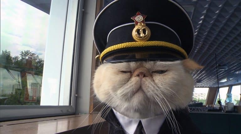 Russian Cruise Ship Has the World’s Cutest (and Furriest) Sailors!