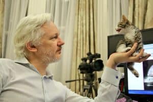 KittyLeaks: Cat Joins Julian Assange on Asylum