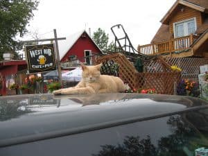 RIP Stubbs: The Mayor Cat of Talkeetna, Alaska Dies at 20