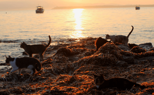Via Facebook / Incredible colonie cats on the beach: Su Pallosu (Italy)