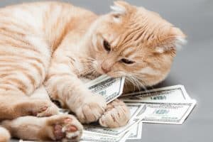 Filthy-Rich Felines: Wait ’til You See How Much Money these Cats Have in the Bank!