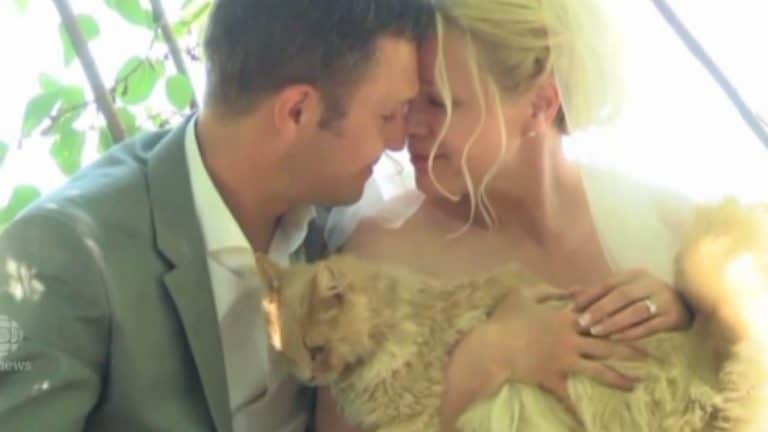 Canadian Couple Invites 1,100 Cats to their Wedding