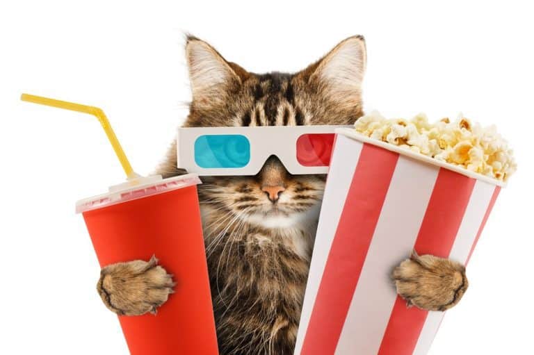 WATCH THIS: The Greatest Cat Videos of All Time