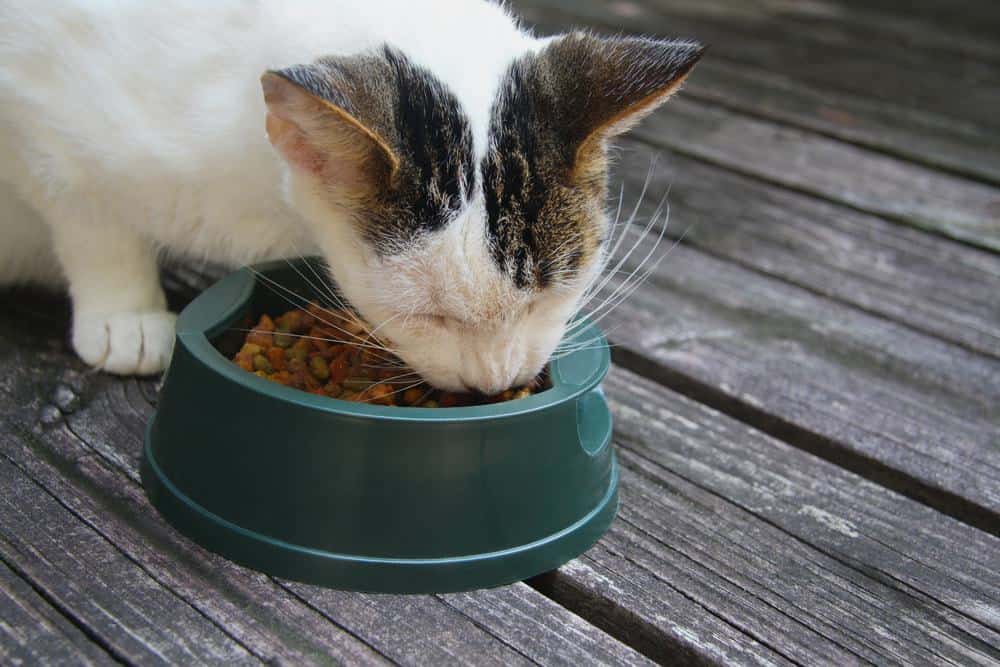 plastic bowls can cause feline acne