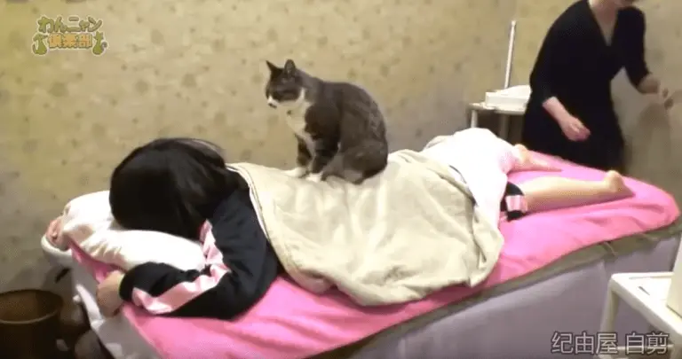 Forget Cat Cafés – Now There’s a Cat Massage Parlor!