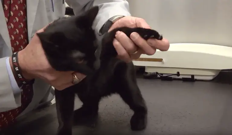 How to Trim Your Cat’s Claws (Without Stressing Out Your Cat…Or You!)