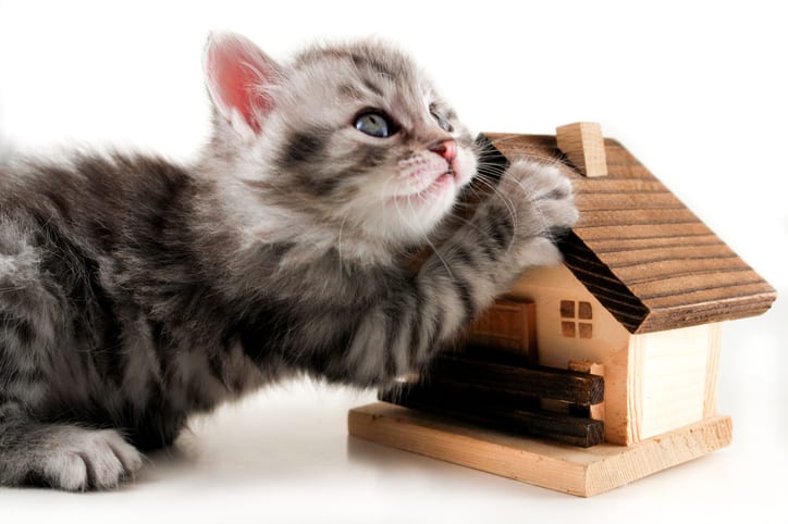 Kitten and model house