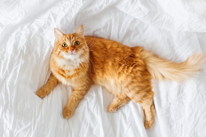 Ginger cat lies on bed.