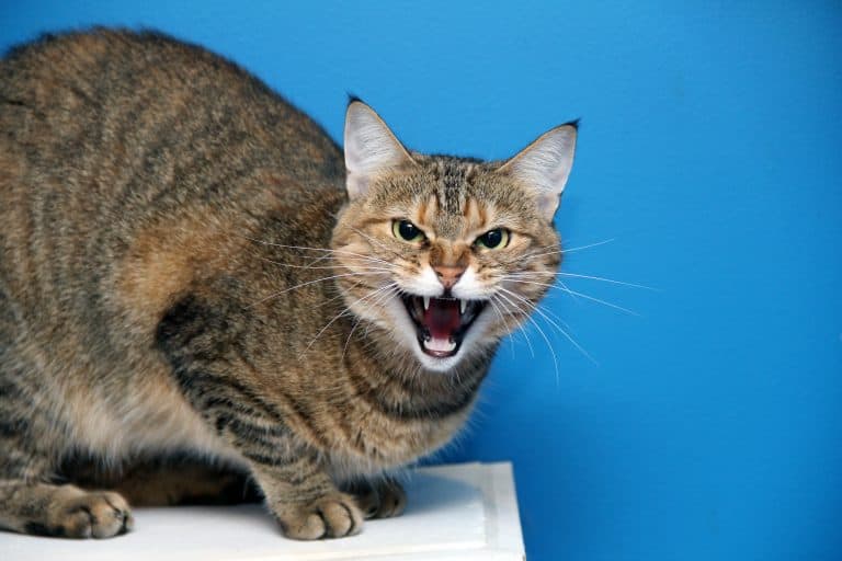 Couple Calls Police After Their Cat Holds Them ‘Hostage’