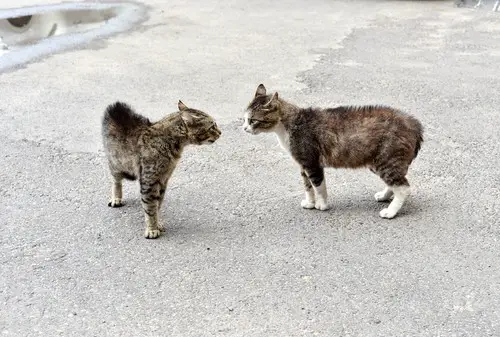 cats about to fight