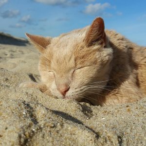 Tigger’s Story: The 21-Year-Old Cat & His Bucket List