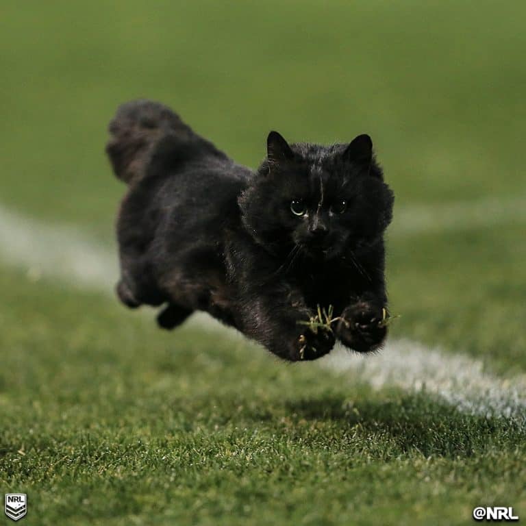 Black Cat Brings Luck on the Field During a Rugby Match