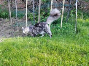 A Kitten Just Shattered the World Record for Longest Tail