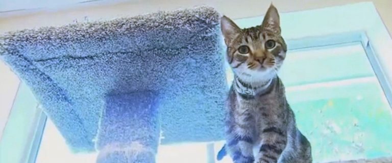 Naughty Kitties Turn on Faucet, Flood Shelter