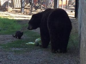 A Feral Black Cat Has Become an Unexpected Attraction at the Zoo