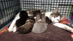 Nursing Mama Cat Saves a Baby Bobcat