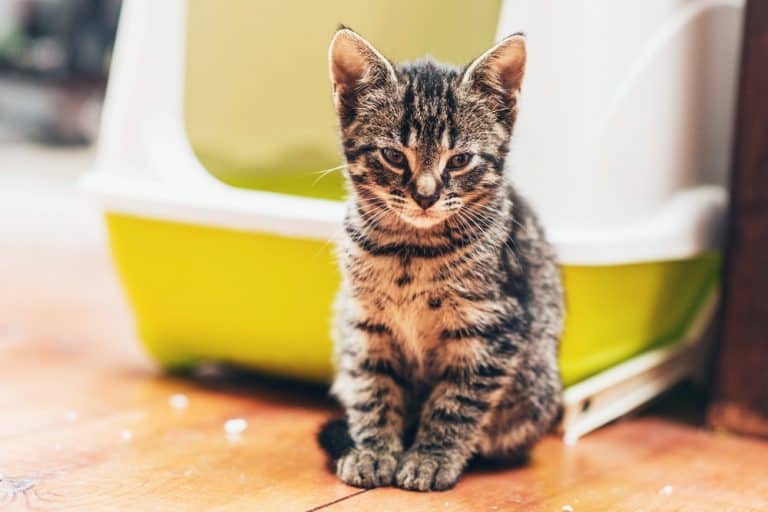 Ask the Vet: My Cat is Urinating Outside the Litter Box!