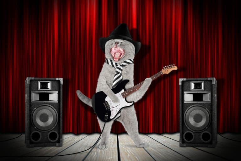 Meowtallica: An All-Cat Remix of Classic Metallica Songs!