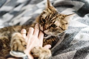 9 Ways to Get Your Cat to Stop Biting