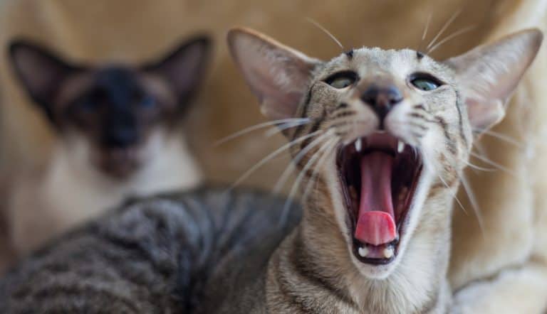 What Does Your Cat’s Birthday Say About His Purr-sonality?